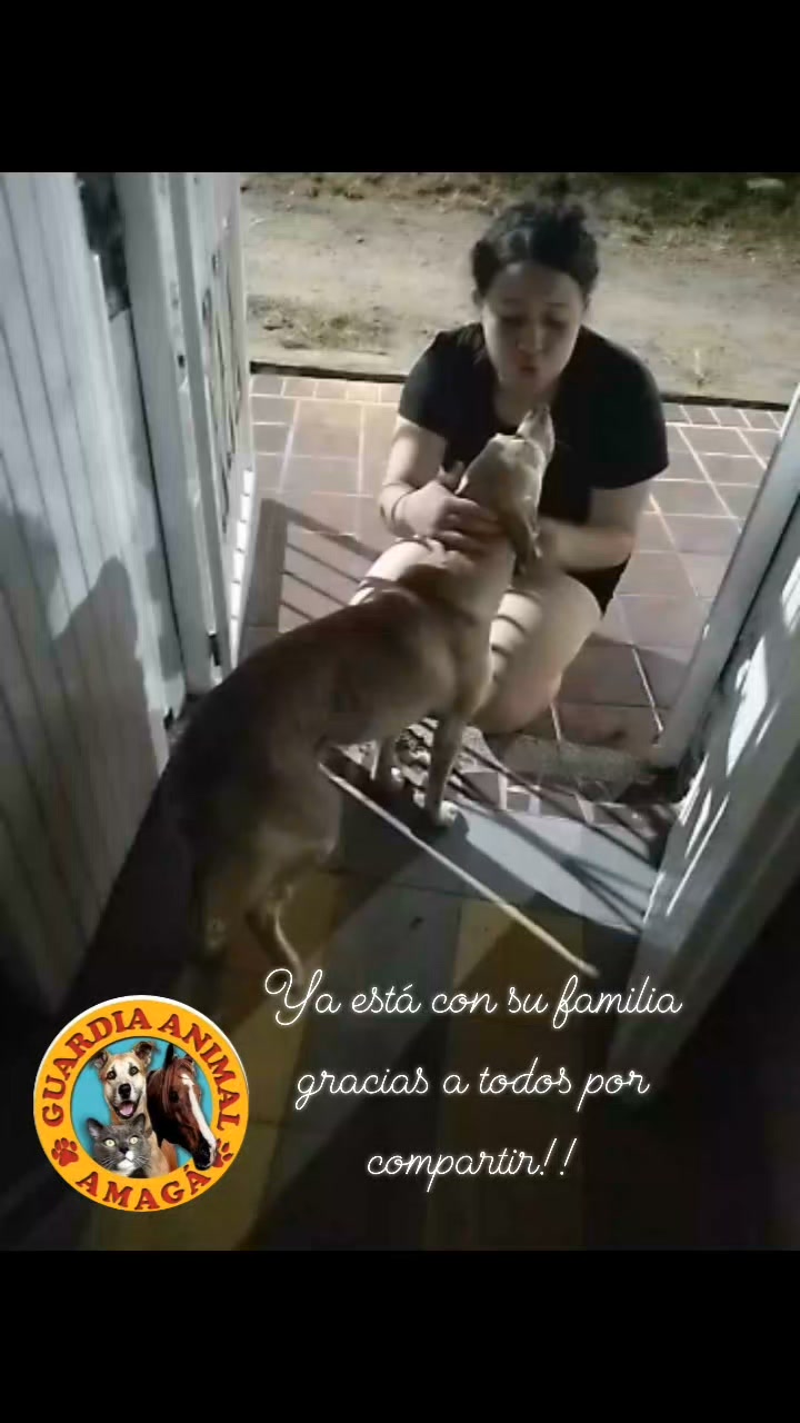 Perra encontrada y reunida con su familia en Amagá 