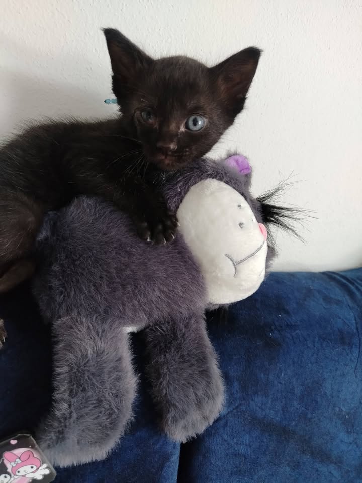 Adopción de Gatitos en Bogotá 