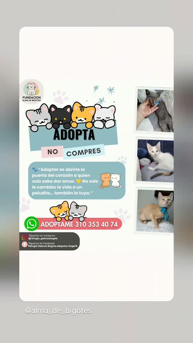 Gatitos en adopción en Bogotá 