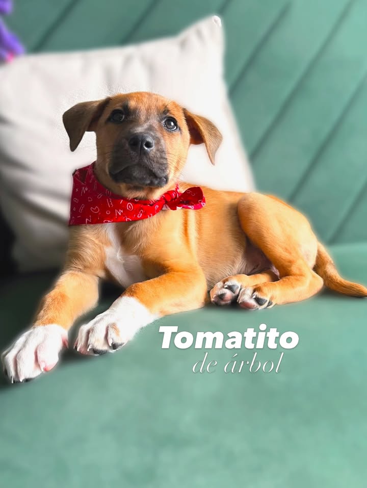 Adopta a Tomatito, un tierno cachorro listo para encontrar su hogar 