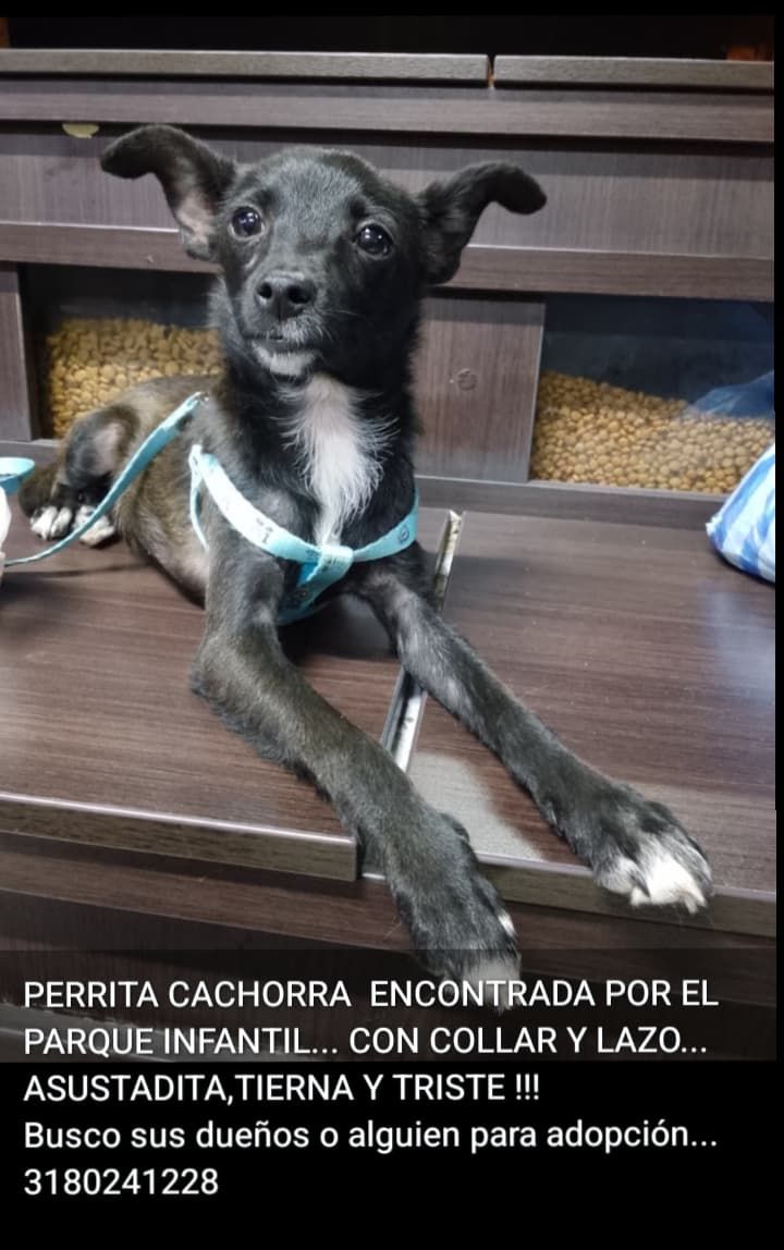 Perrita Cachorra Encontrada en Tuluá, Valle 