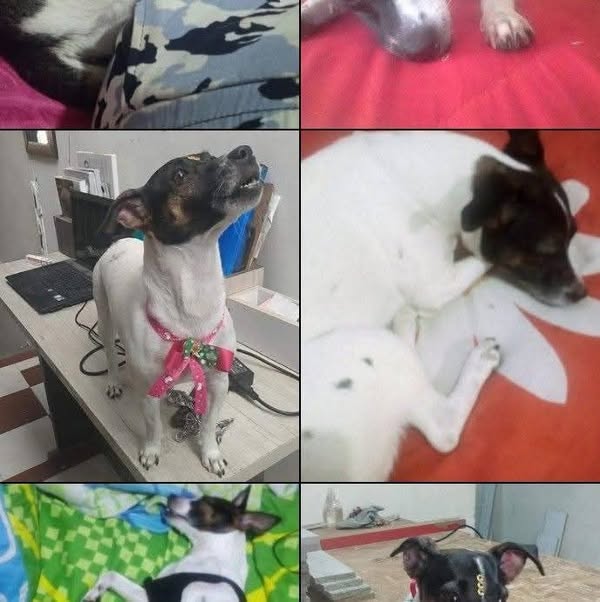 Gato blanco y negro busca hogar 