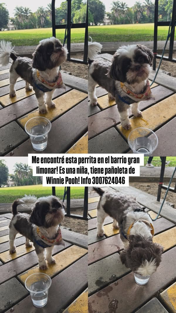 Perra encontrada en Gran Limonar, Cali 