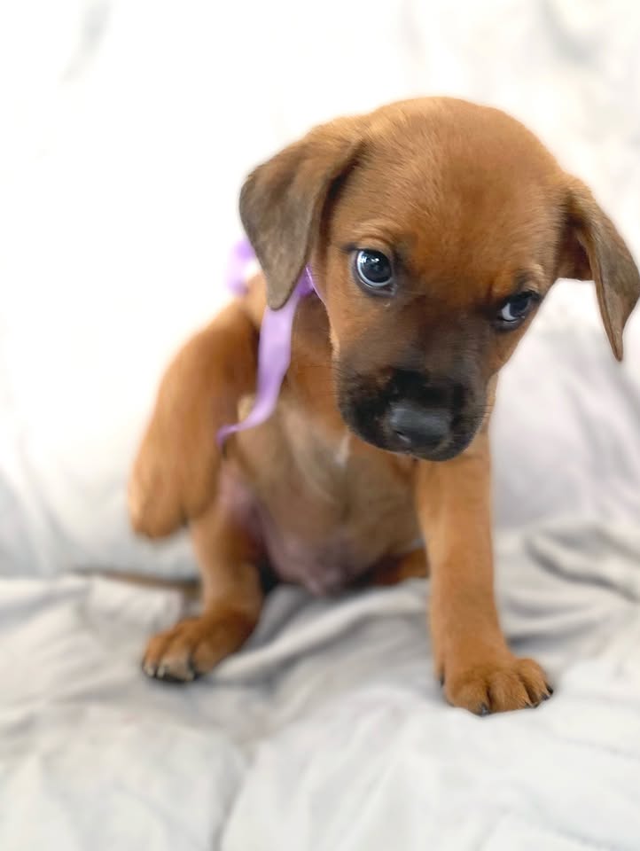 Adopción de cachorro "Arbolito dormilón" en Bogotá 