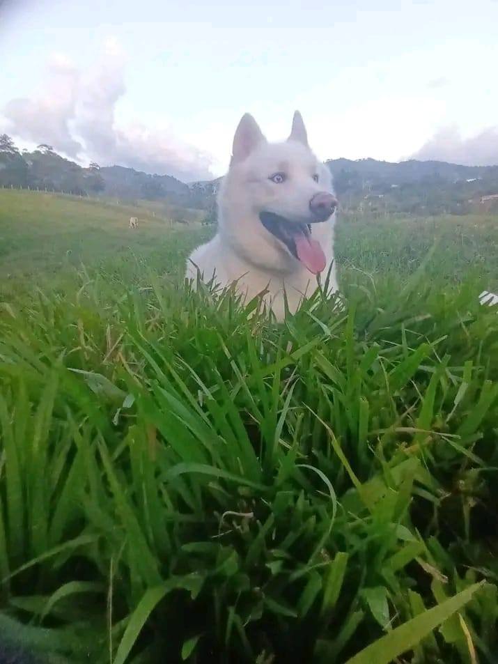 Perro de 4 años busca familia responsable en Amagá 