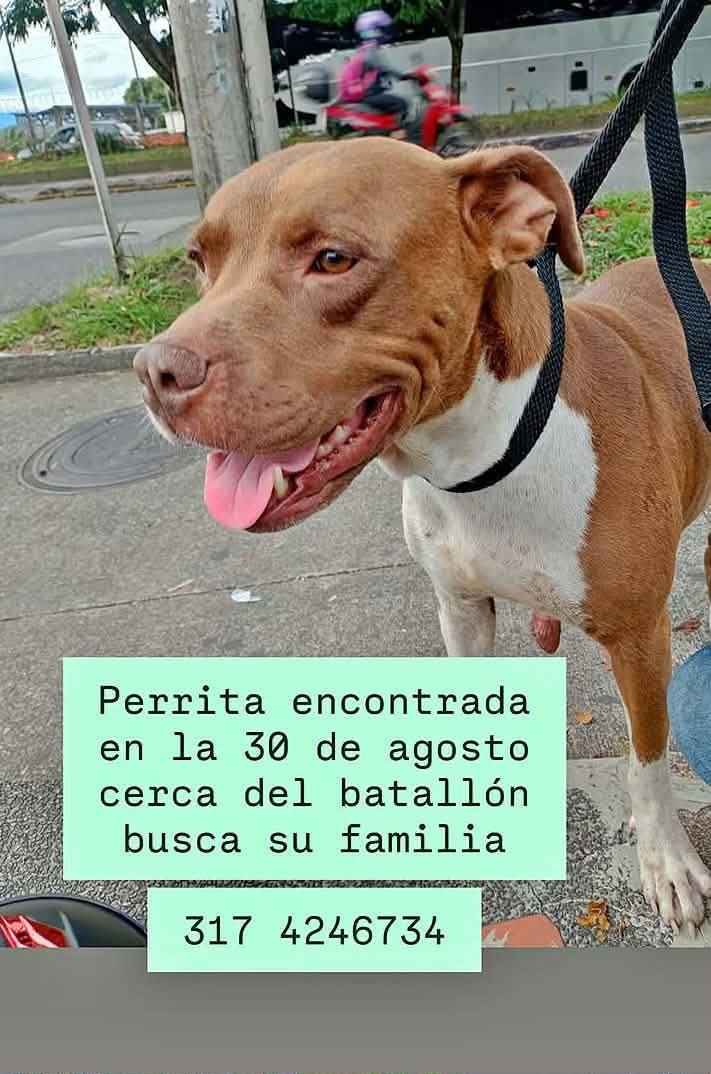 Perrita encontrada en Pereira busca su familia 