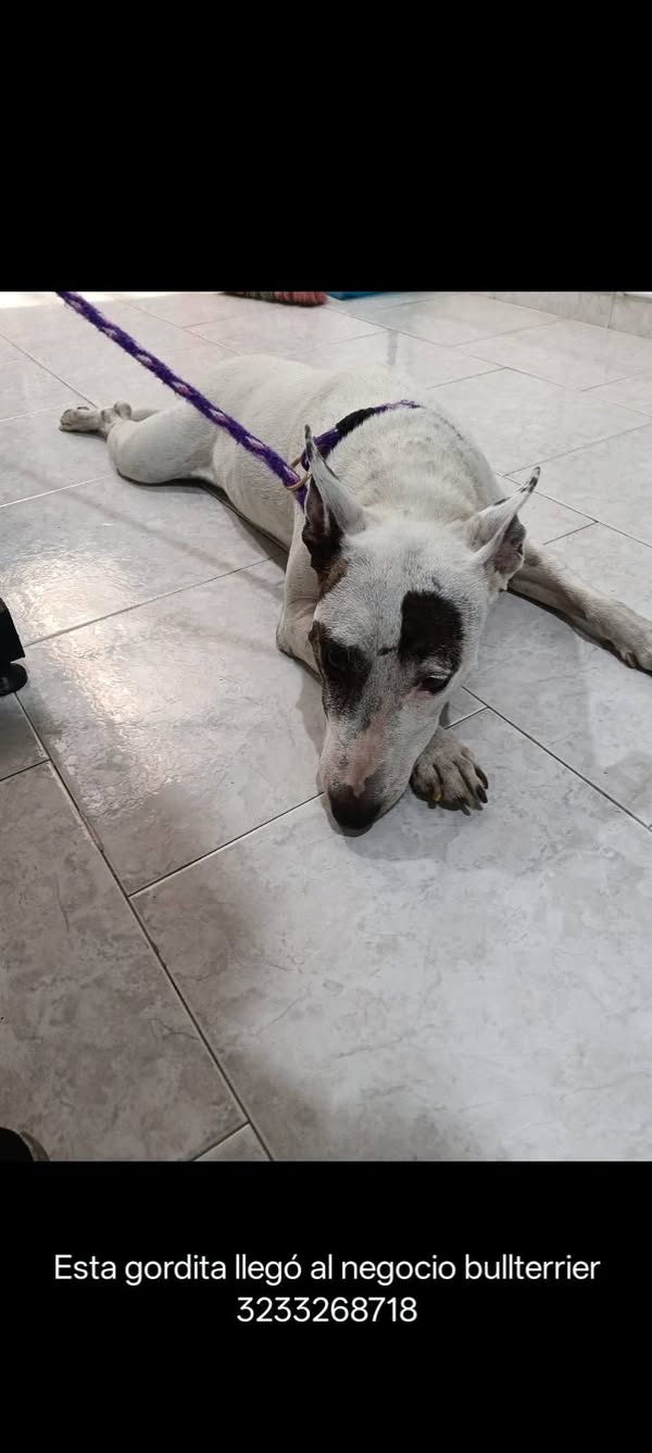 Perro bull terrier encontrado en Cali 
