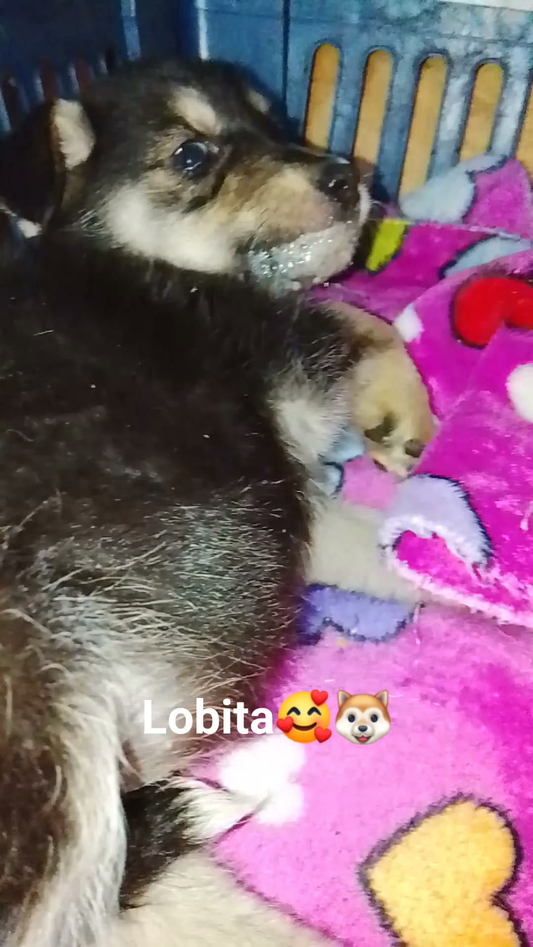 Cachorra en adopción responsable en Neira 