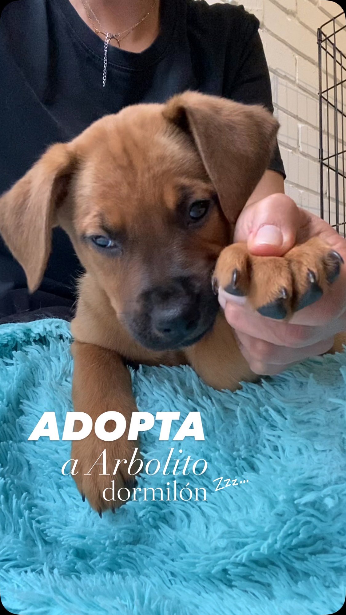 Adopta a Arbolito, perro juguetón en Bogotá 