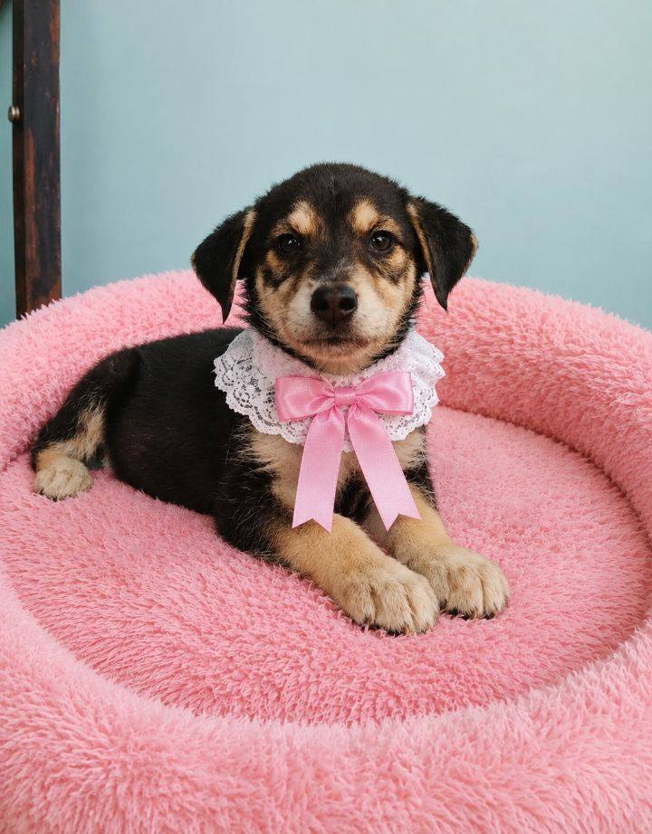 Perra en adopción responsable en Neira, Caldas 
