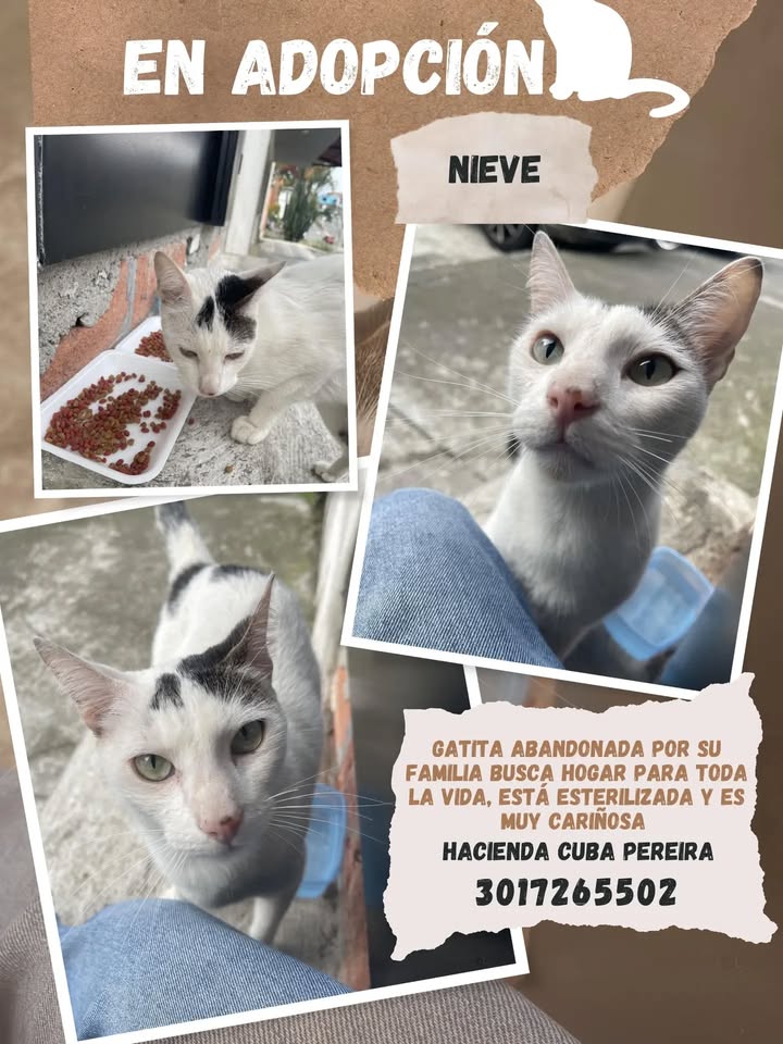 Gato Blanco y Negro en Adopción en Pereira 