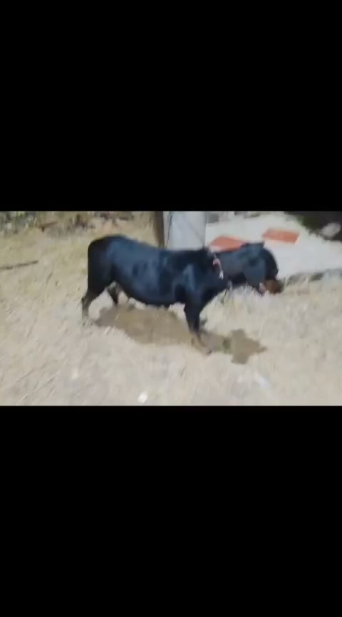Ayuda urgente para cirugía de perrita rescatada en estado de embarazo 