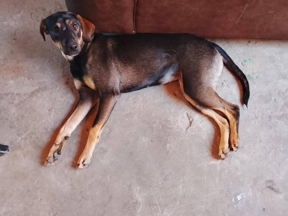 Perra en adopción en Tuluá 