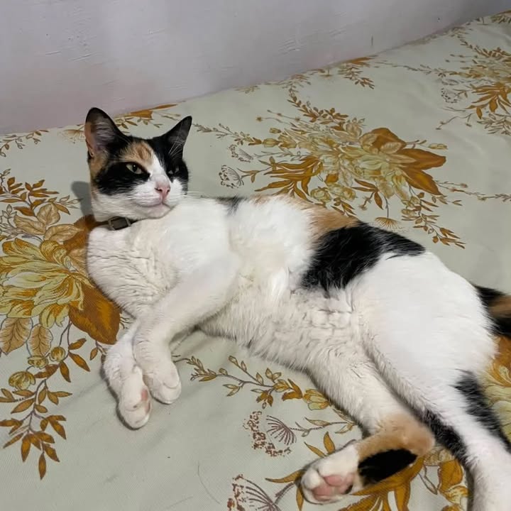 Gatita en Adopcion - Pereira 