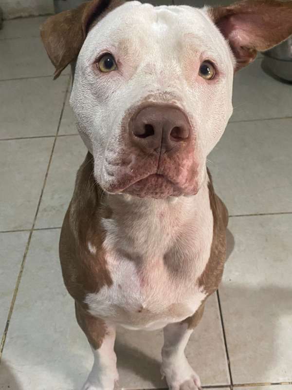 Perrita busca hogar responsable en Pereira 