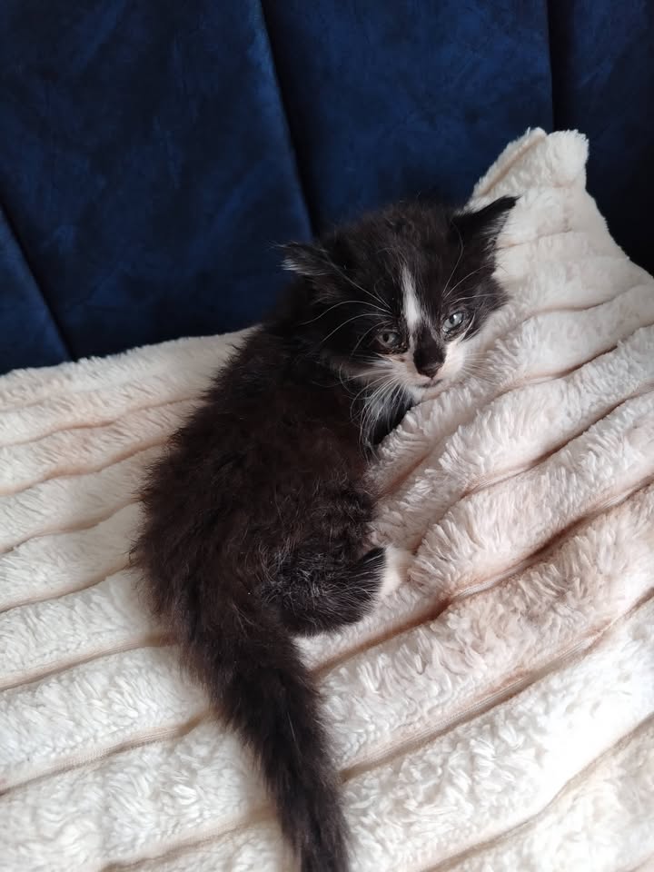 Adopción de Gatitos en Bogotá 