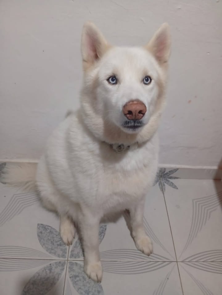 Perro de 4 años busca familia responsable en Amagá 