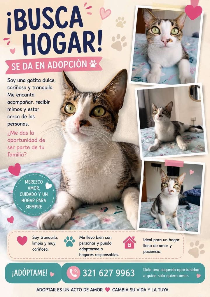 Gatito dulce y tranquilo busca un hogar lleno de amor en Pereira 