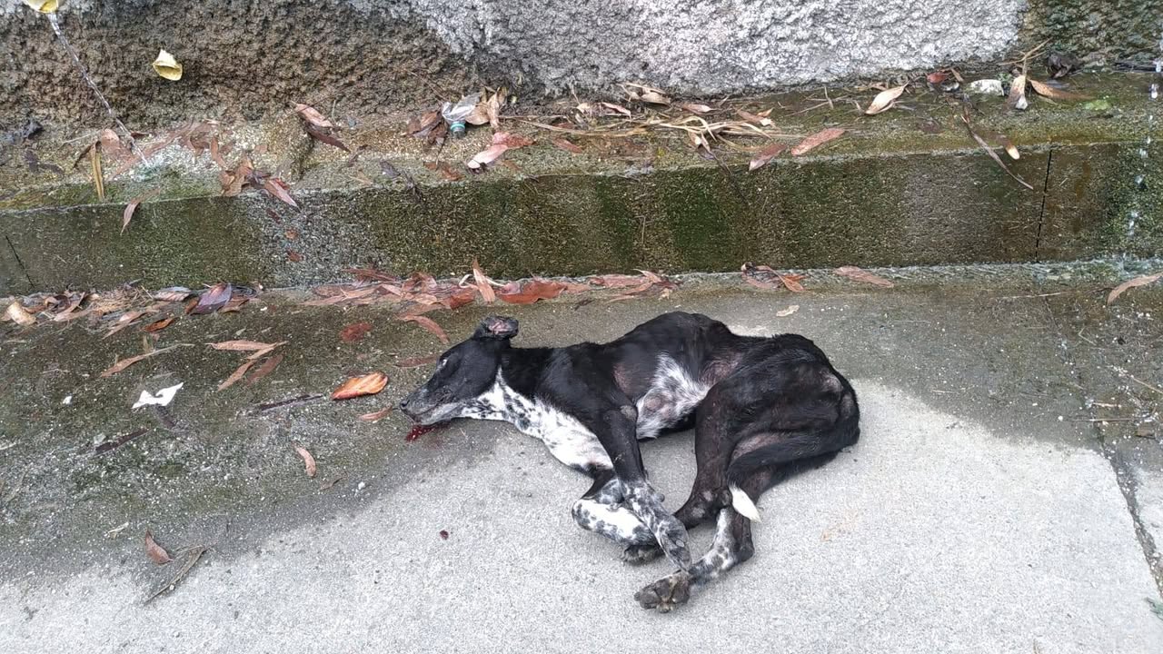 Perra atropellada en Amagá, Antioquia - Buscando familia 