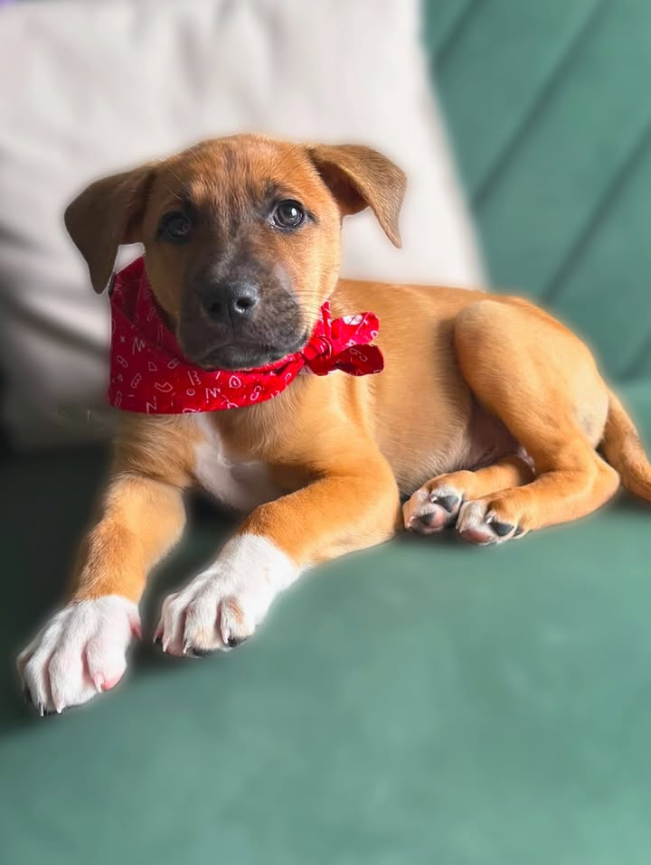 Adopta a Tomatito, un tierno cachorro listo para encontrar su hogar 