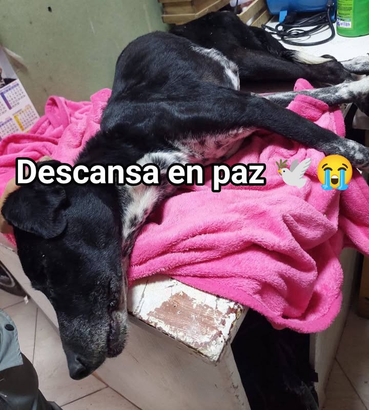 Perra rescatada gravemente herida en Amagá 