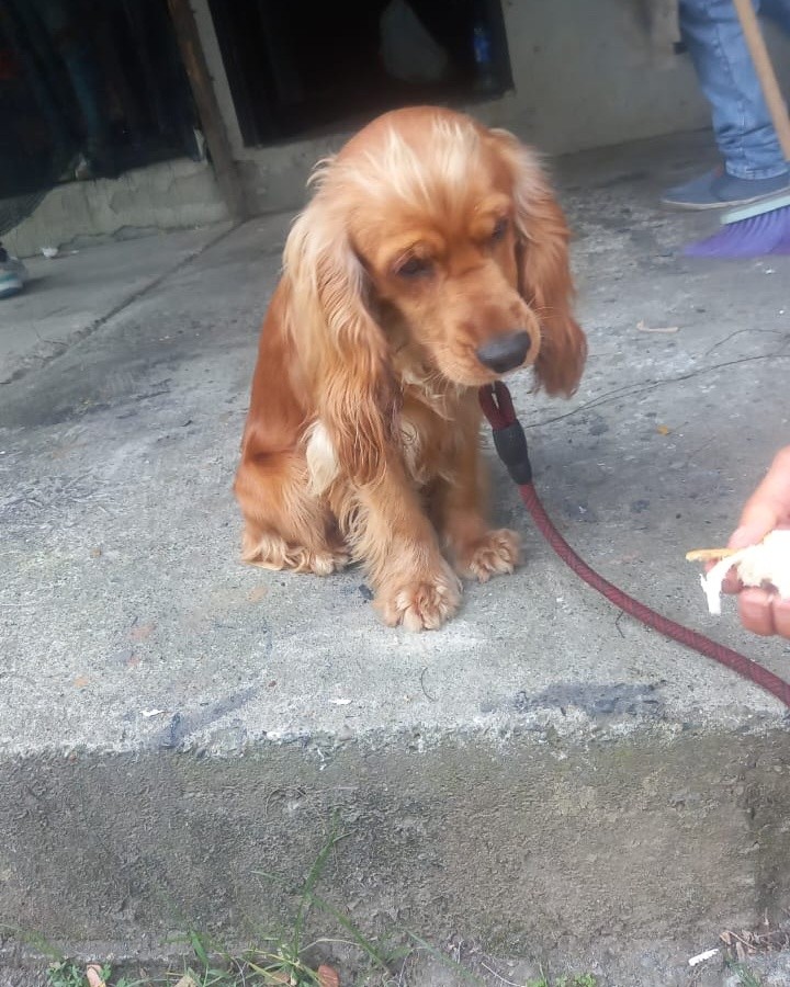 Perrito perdido en La Virginia, Risaralda 