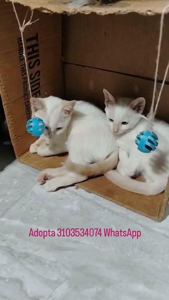 Gatitos blancos en adopción en Bogotá 