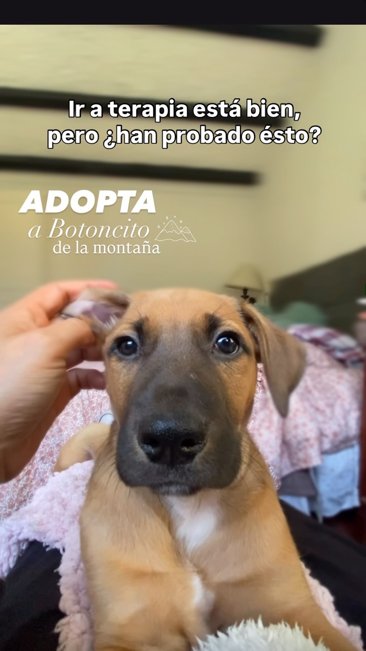Adopta a Botoncito 