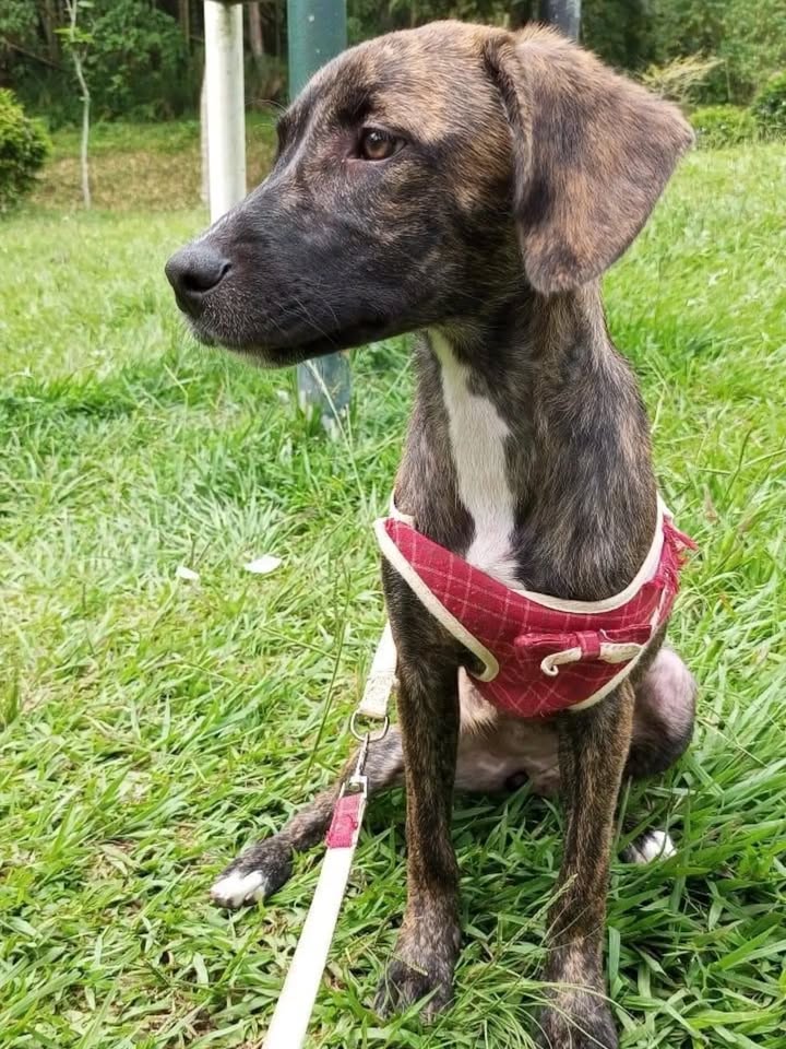 Perra noble busca hogar en Pereira, Risaralda 