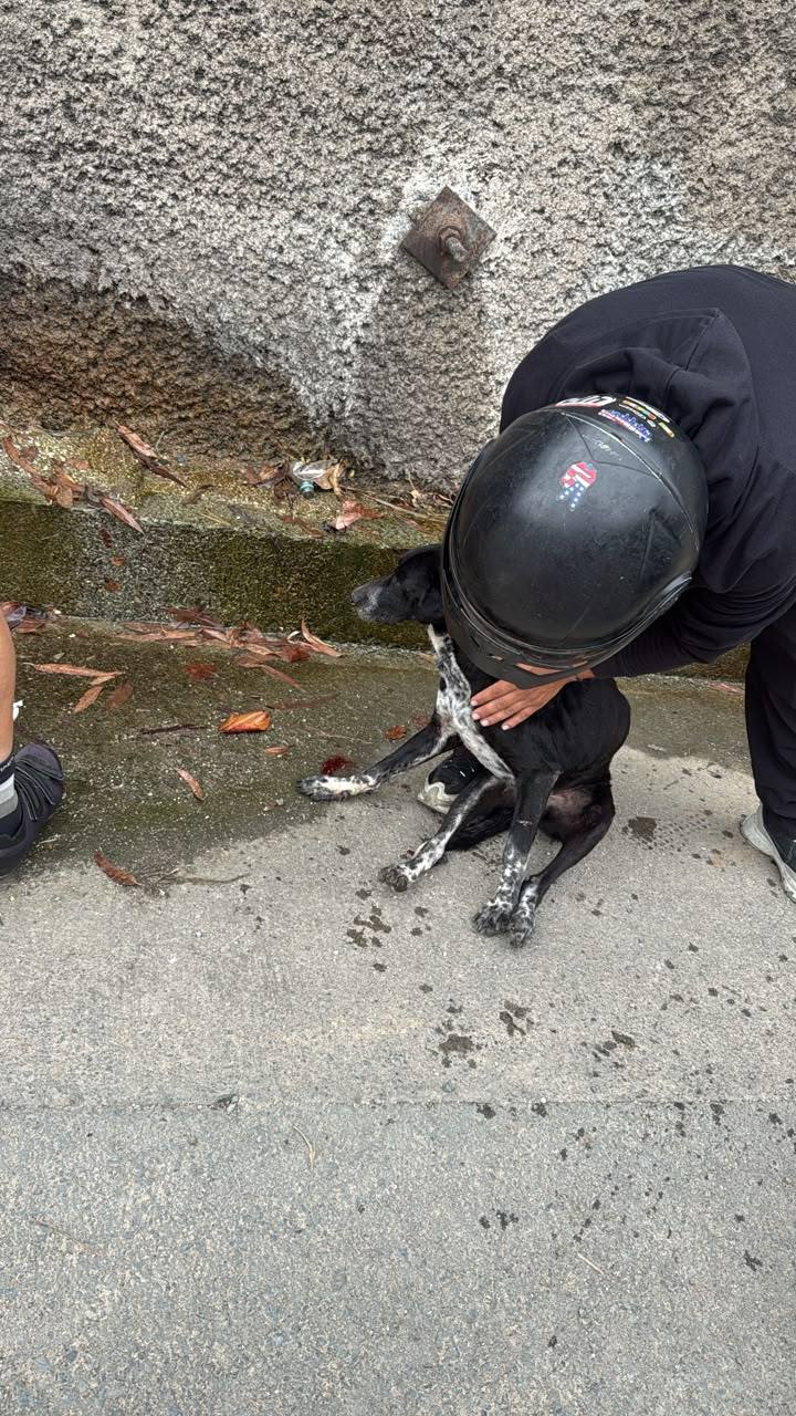 Perra atropellada en Amagá, Antioquia - Buscando familia 