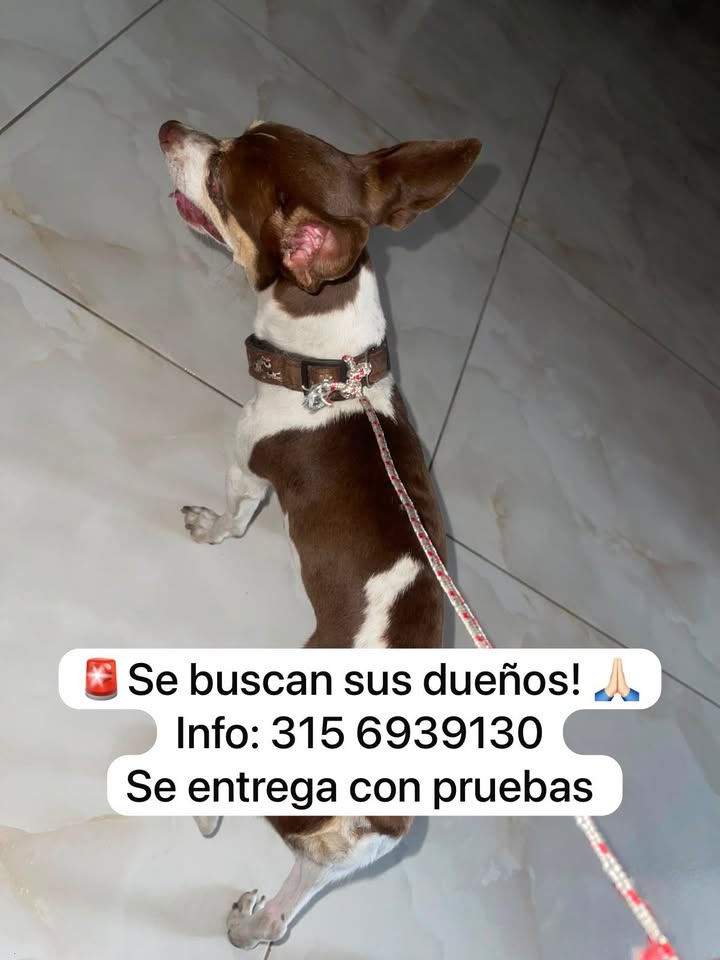 Se busca a los dueños de un perro en Tuluá 
