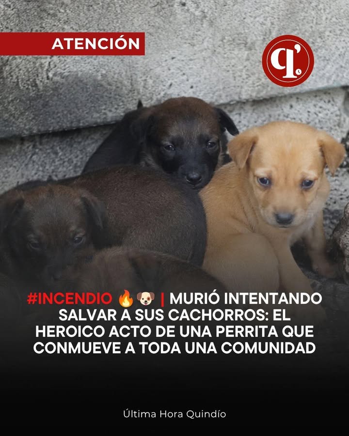 Perra heroica muere salvando a sus cachorros de incendio en Armenia, Quindío 