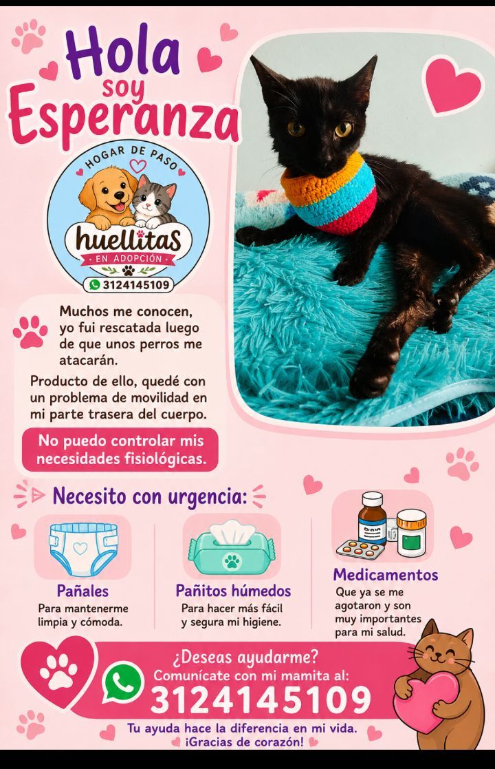Gata rescatada con necesidades especiales busca hogar 