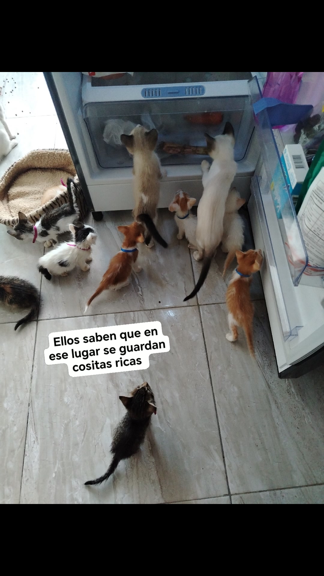 Gatitos en Adopción en Bogotá 
