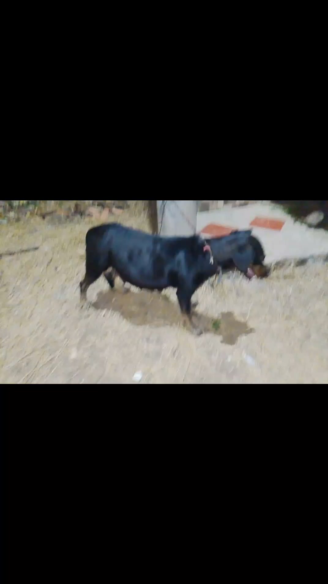 Perra preñada encontrada en Tuluá necesita atención veterinaria urgente 