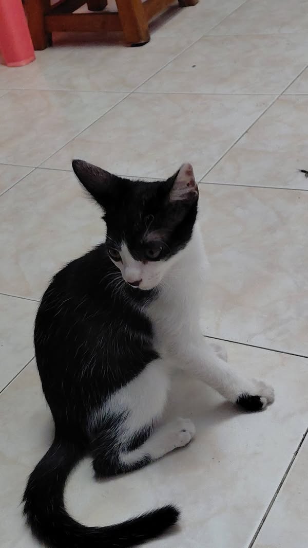 Gato blanco y negro en adopción en Cali 