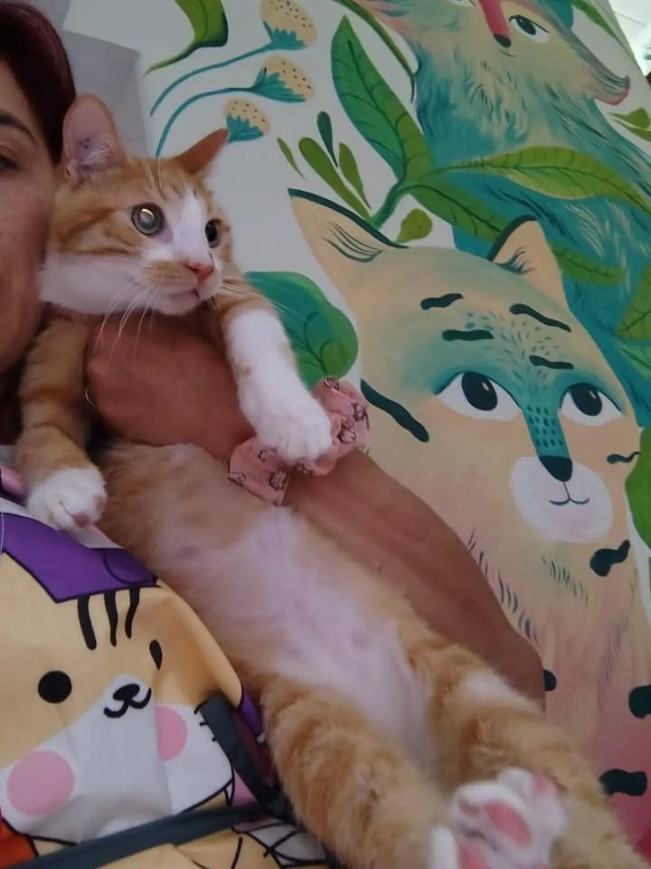 Adopta a Kaze, un gatito juguetón 