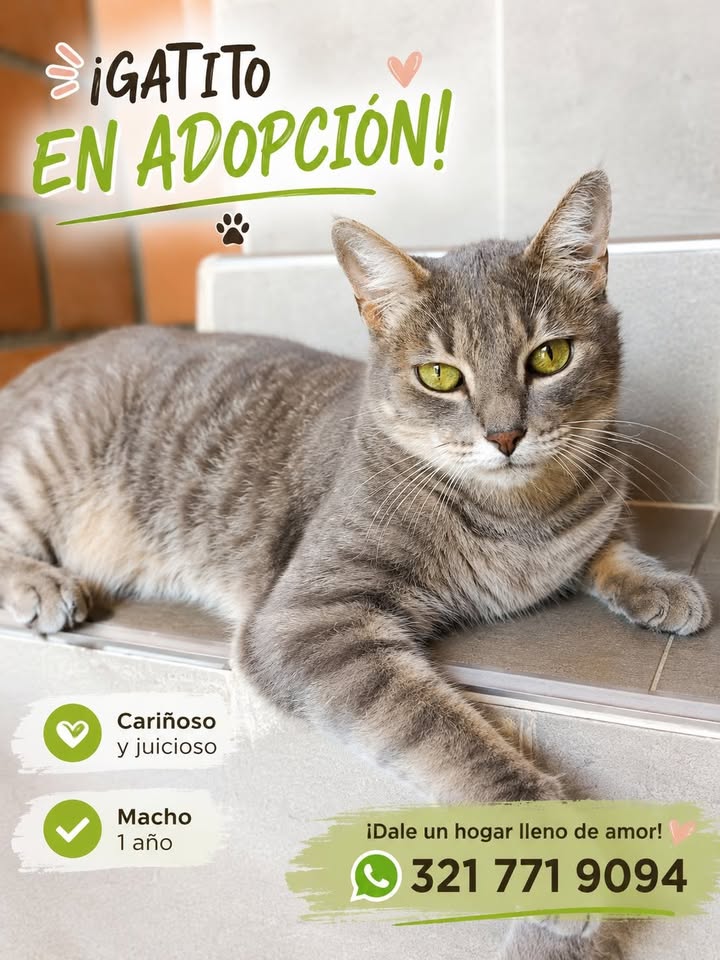 Gatito en adopción en Tuluá 