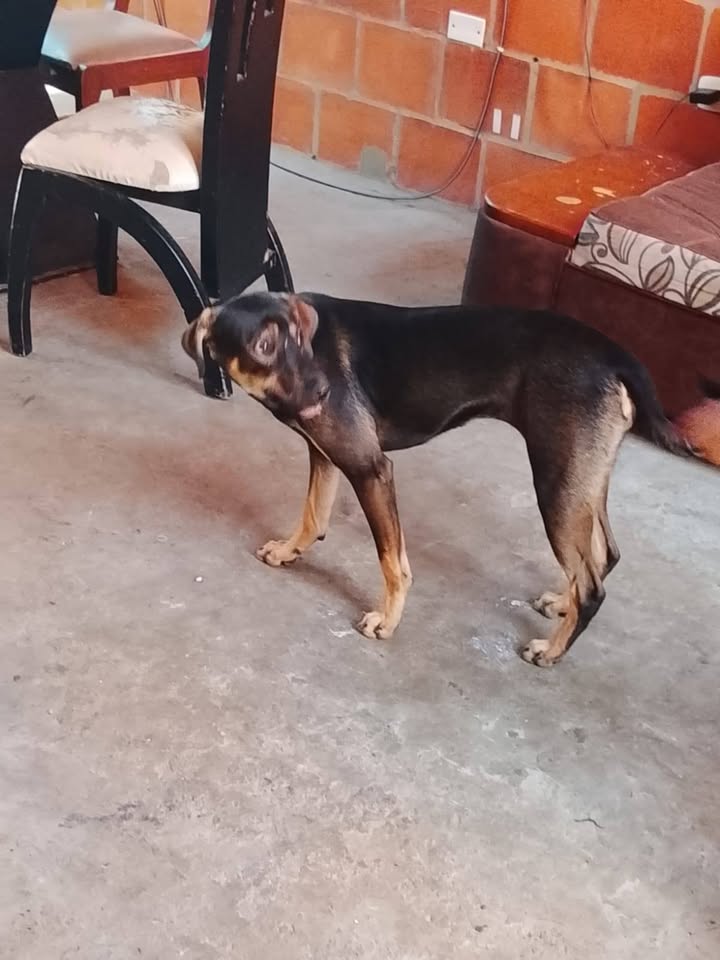 Perra en adopción en Tuluá 
