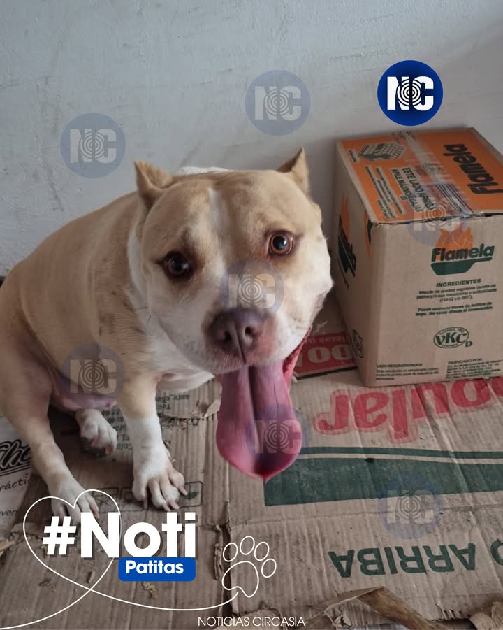 Perrita encontrada en Circasia, Quindío 