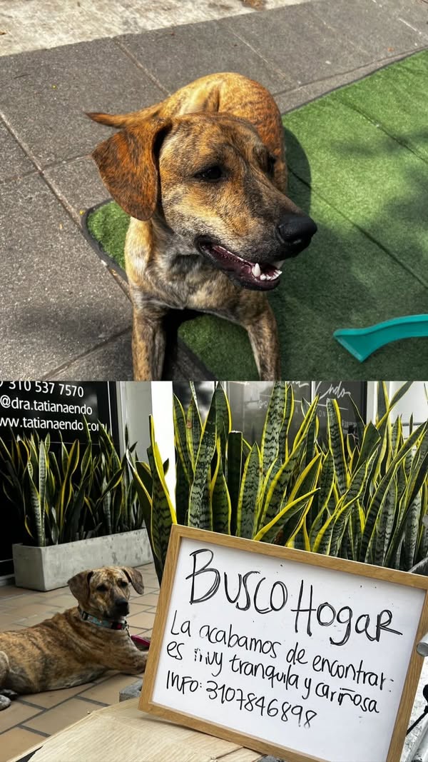 Perro encontrado en Cali 
