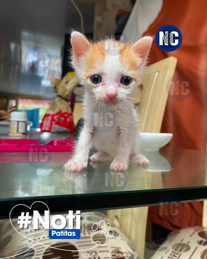 Gatica busca hogar en Circasia, Quindío 