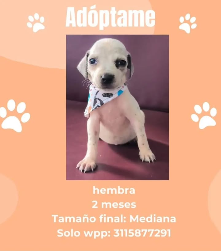 Adopta cachorro hembra en Pereira 