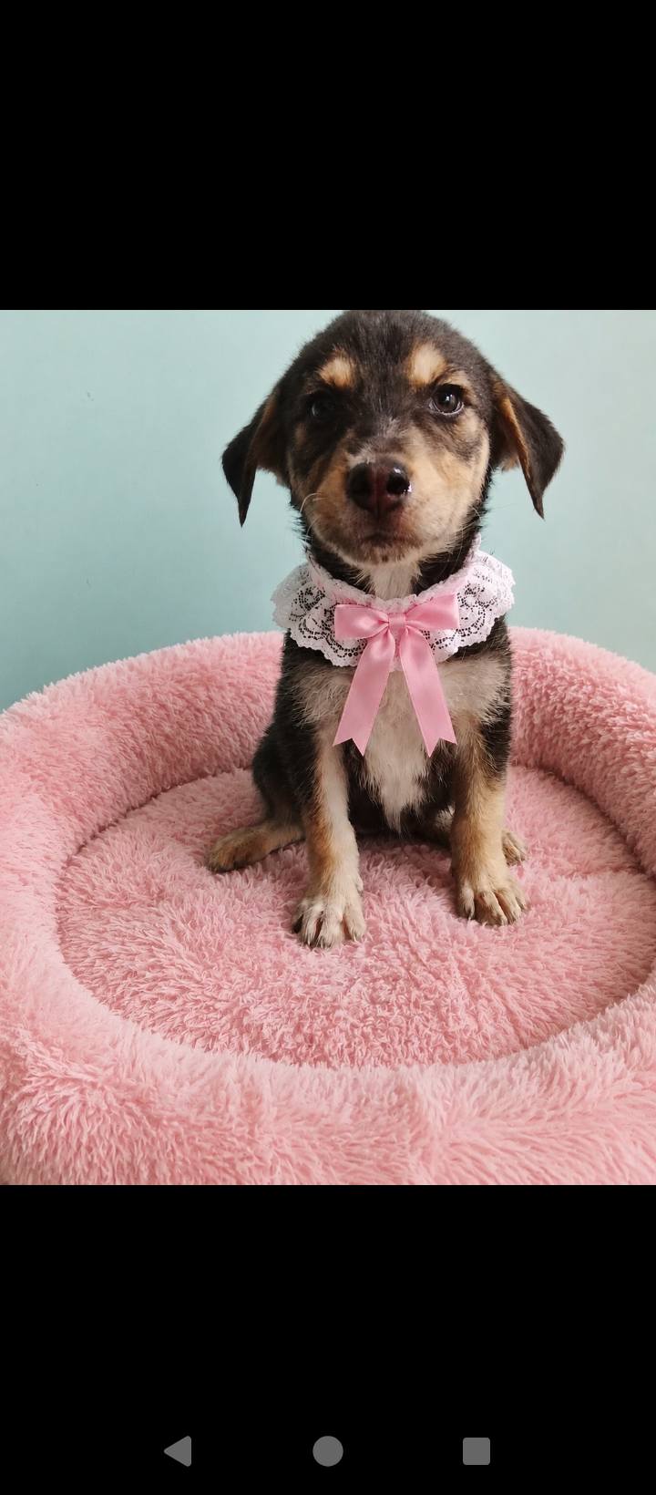 Cachorro busca hogar en Neira 