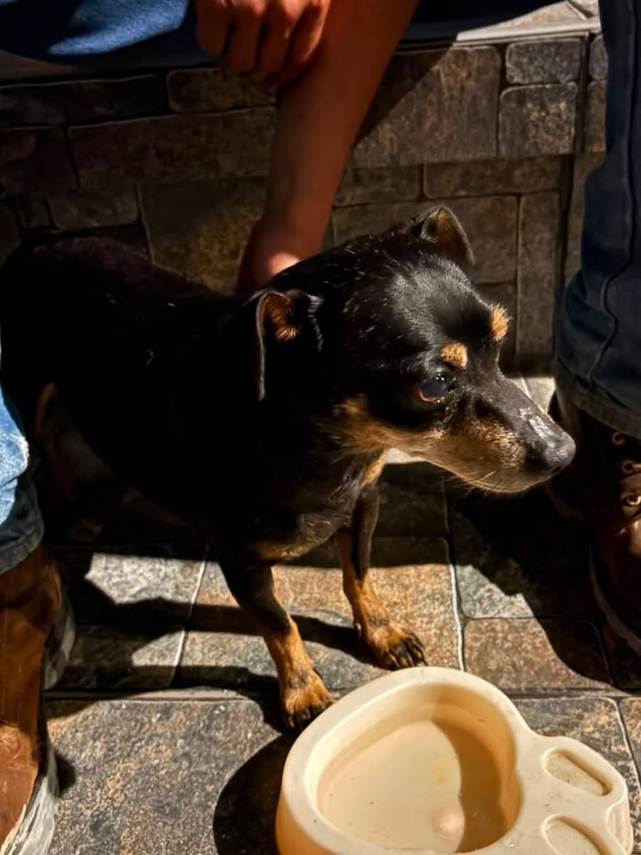 Perrito encontrado en La Pradera, Santa Mónica, Pereira 