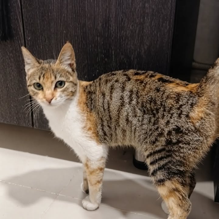 Gata joven y cariñosa busca hogar en Pereira 