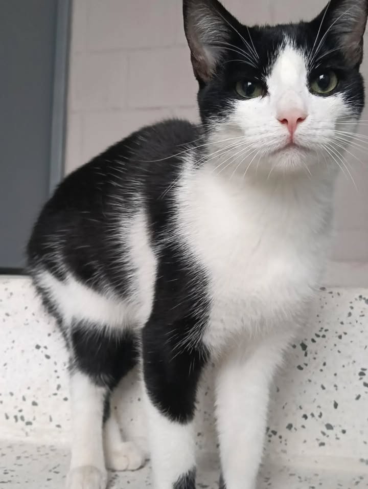 Gatito busca hogar en Pereira 
