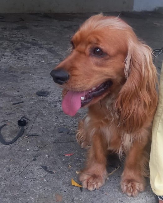 Perrito perdido en La Virginia, Risaralda 