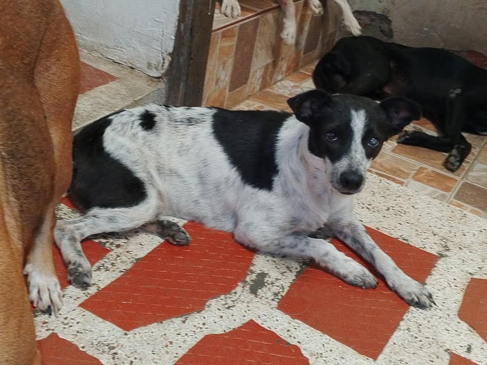 Adopta a Blanquita, perra rescatada en Tuluá, Valle 