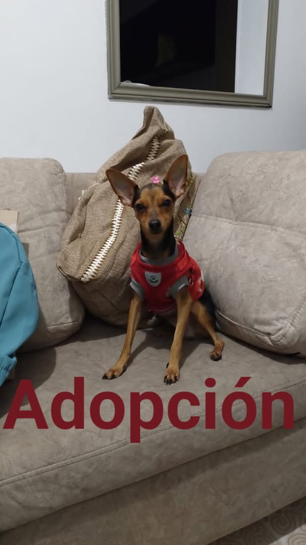 Perro en adopción en Cali 